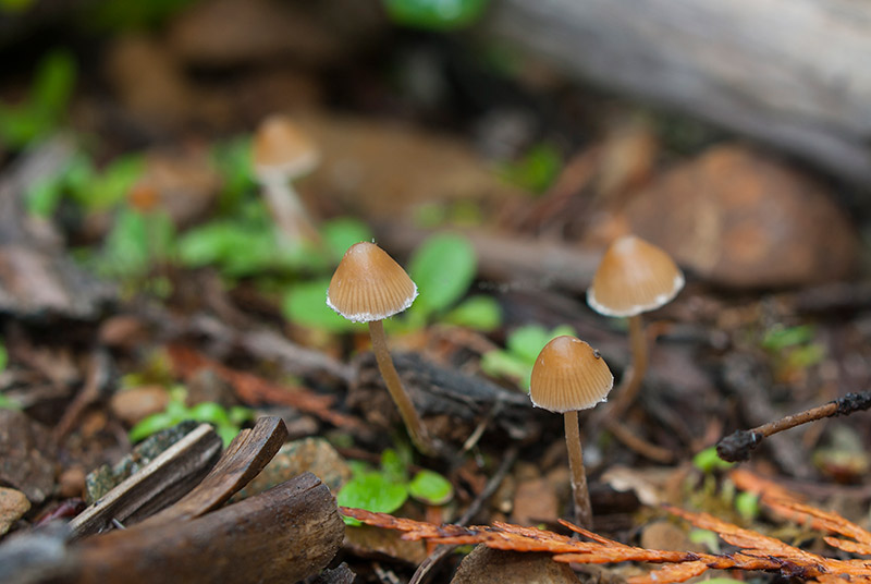 Berkeley says ‘yes’ to psychedelics — with limits