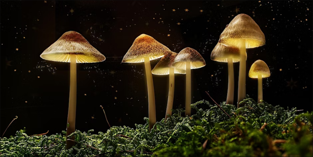 Psychedelics reopen the social reward learning critical period